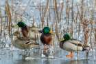 Mallard drakes and Northern pintail hen rest on frozen wetland Art Print
